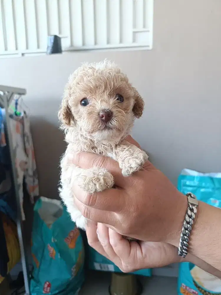 Puppies / anjing toy poodle apricote light