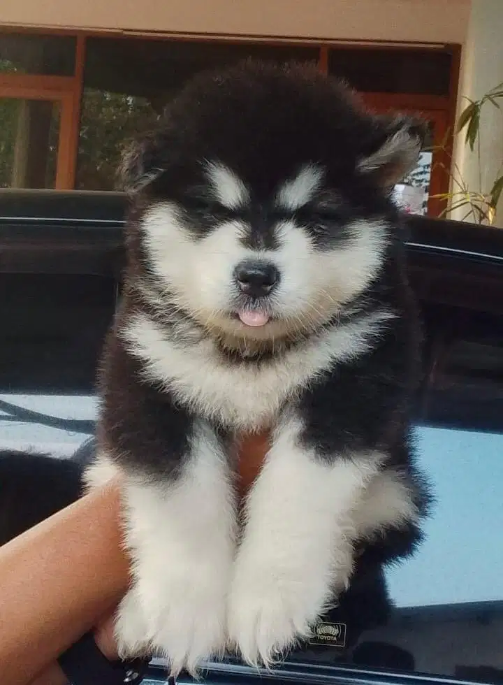 Puppies / anjing alaskan malamute bigbone