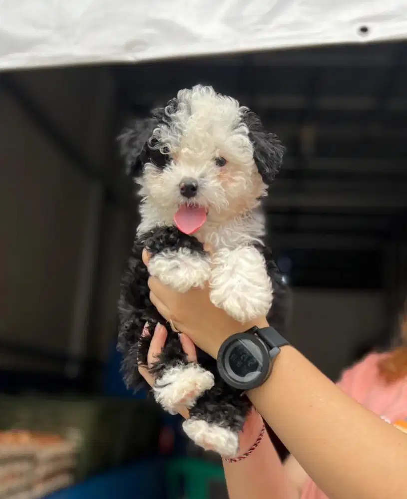 Anjing / puppies toy poodle super cute
