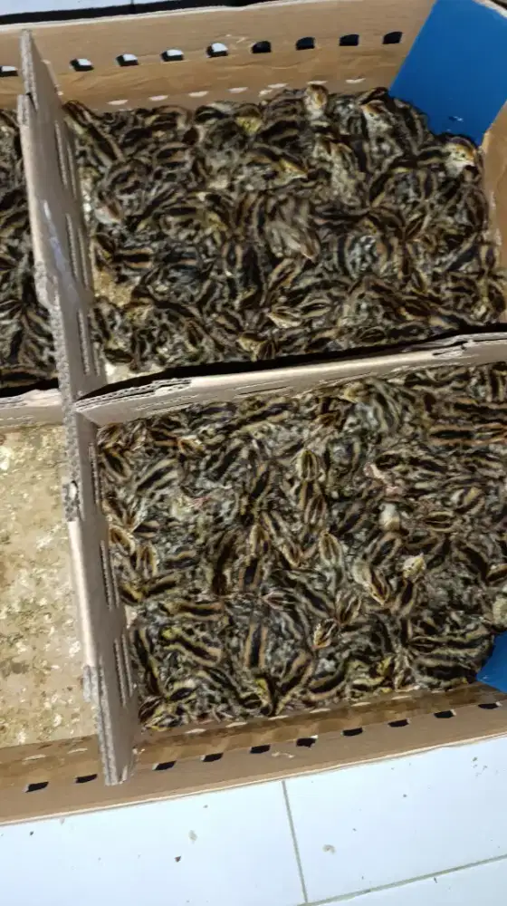DoQ Puyuh/Anakan Puyuh Untuk Pakan Predator/Pelihara