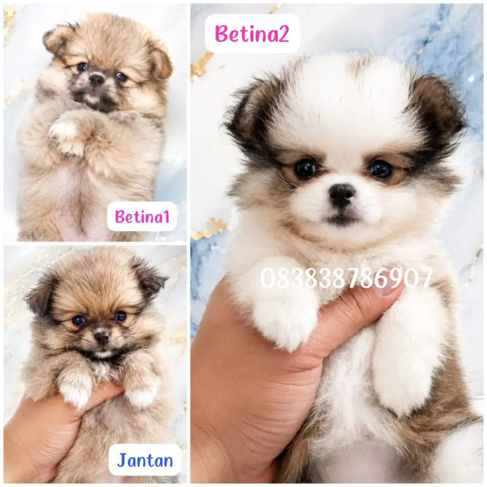 Minipom Lucu Cute Gemesin Fluffy