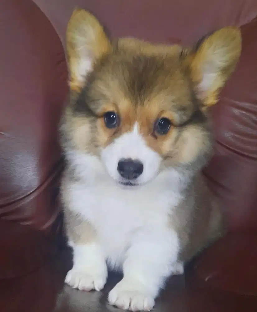 Anjing / puppies welsh corgi cute