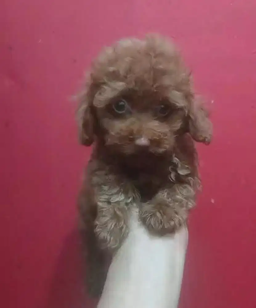 Anjing / puppies red toy poodle cute
