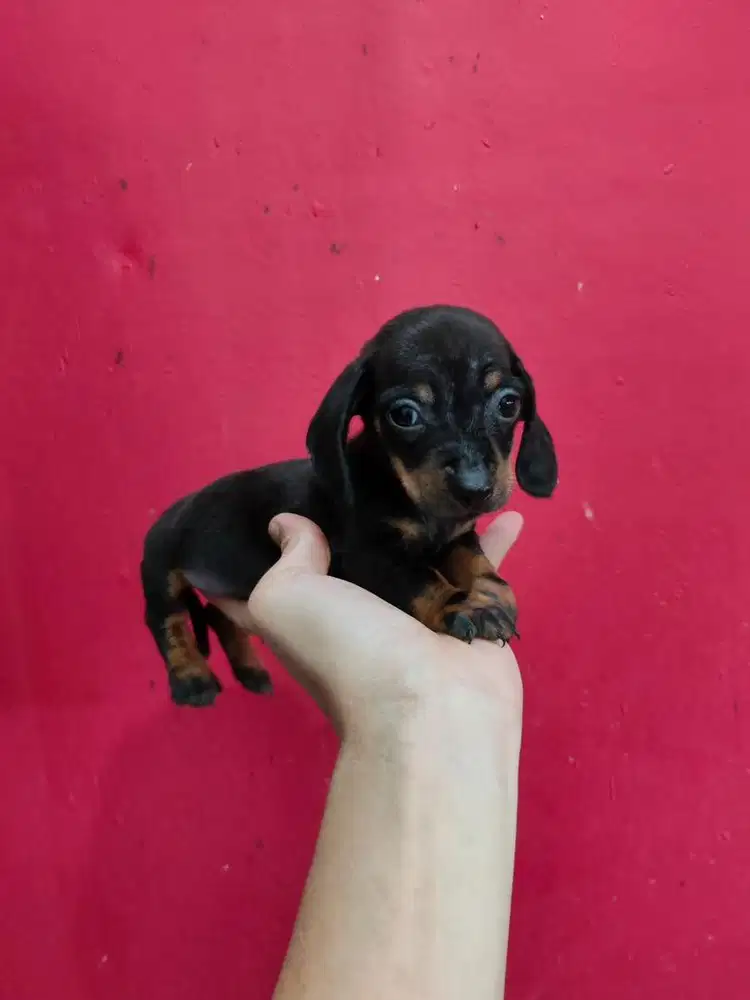Anjing / puppies teckel jantan mini
