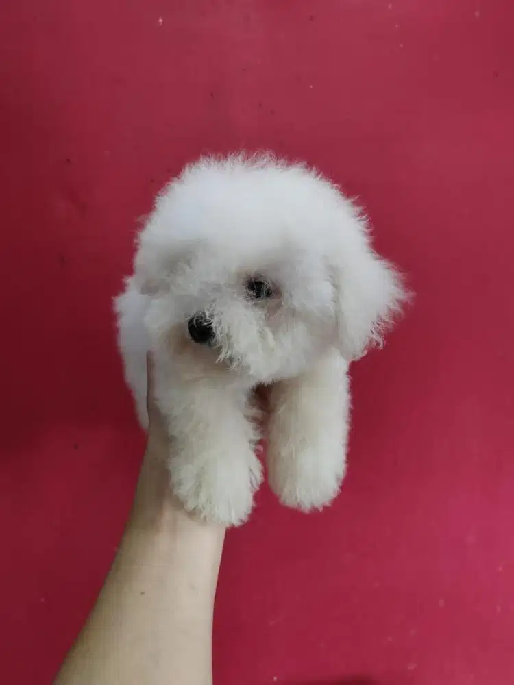 Anjing / puppies bichon frise jantan
