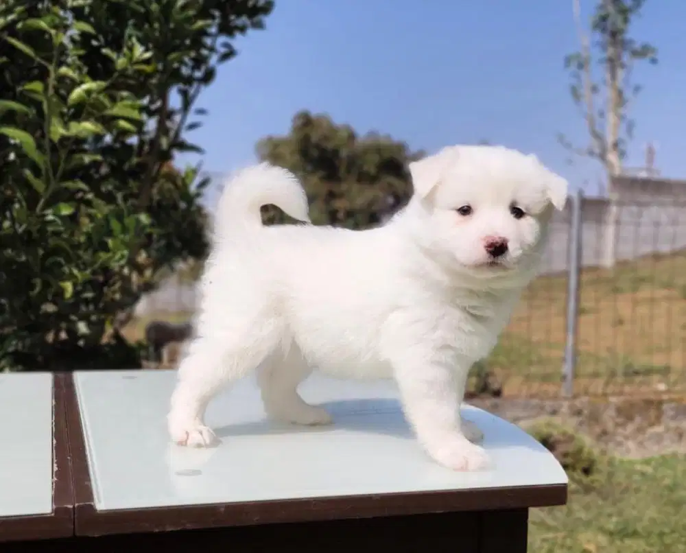 Anjing / puppies samo x border collie