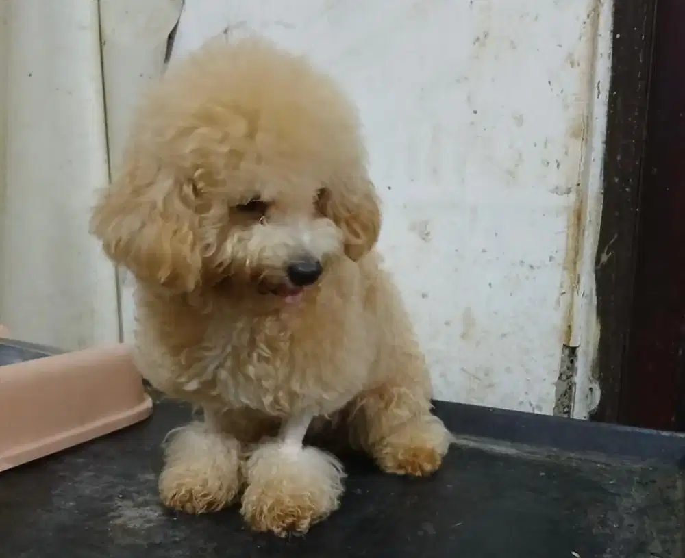 Puppies / anjing toy poodle betina 5 bulan