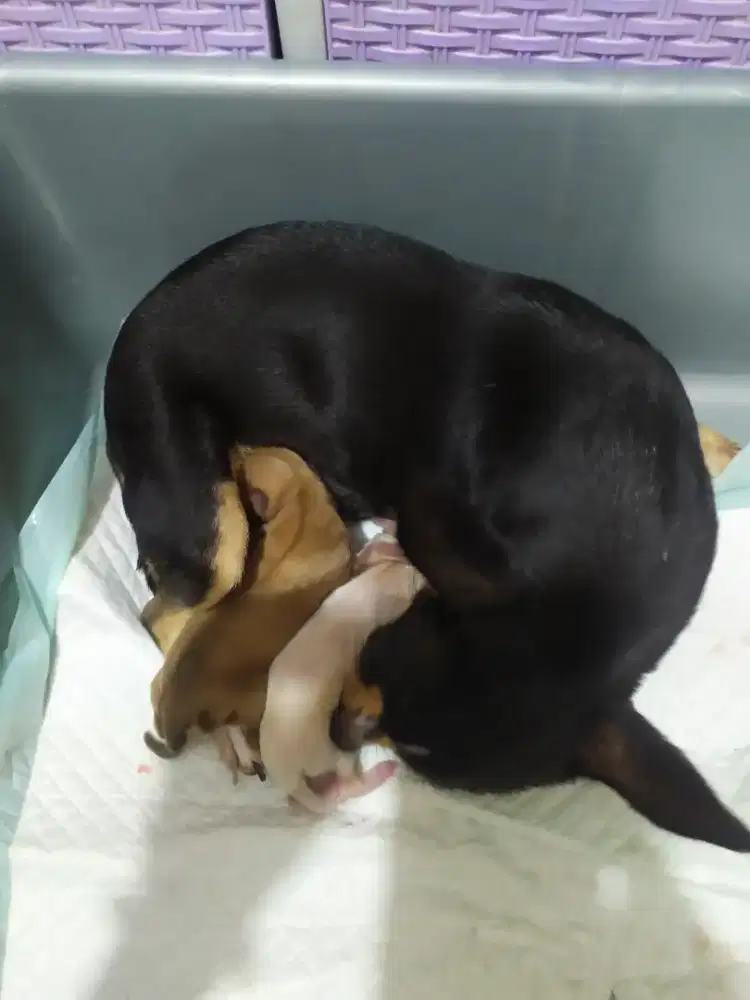 Open booking anakan chihuahua