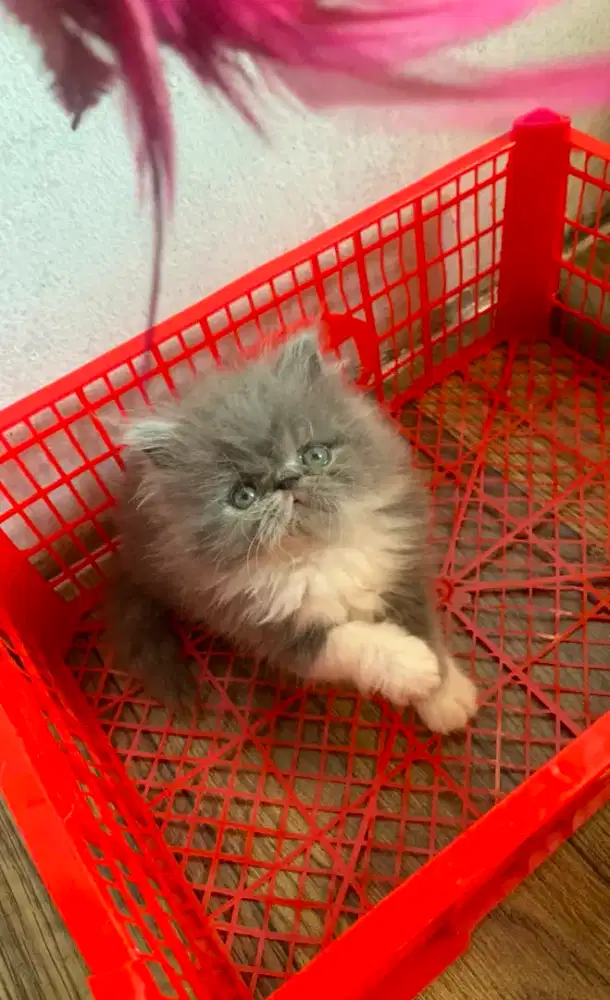 Lepas adopt peaknose