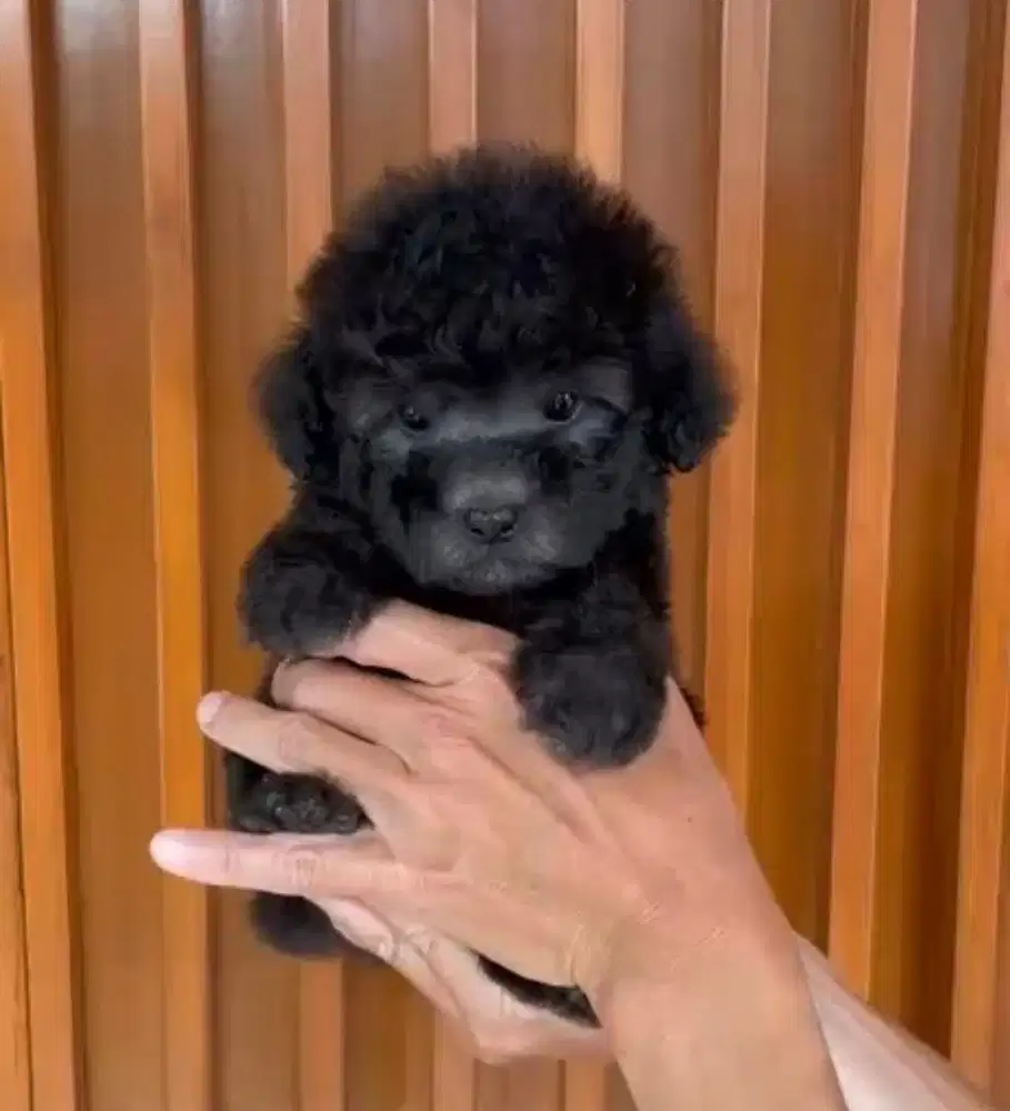 Puppies / anjing toy poodle silver jantan