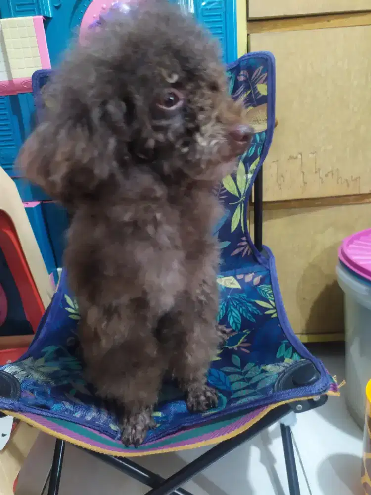 Poodle jantan Choco
