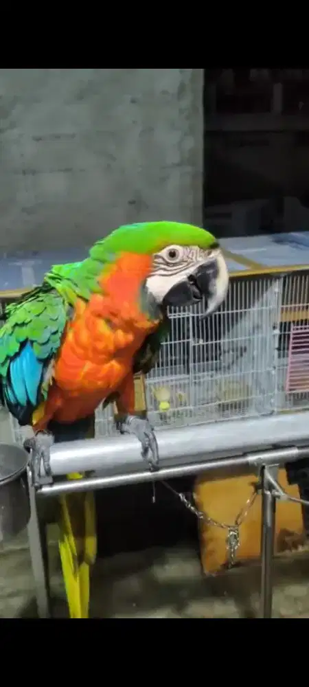 MACAW HURLEY QUEEN