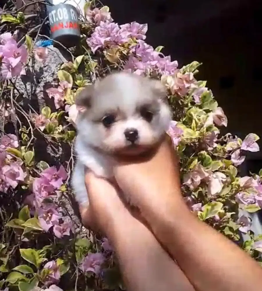 Anjing / puppies minipom partycolor