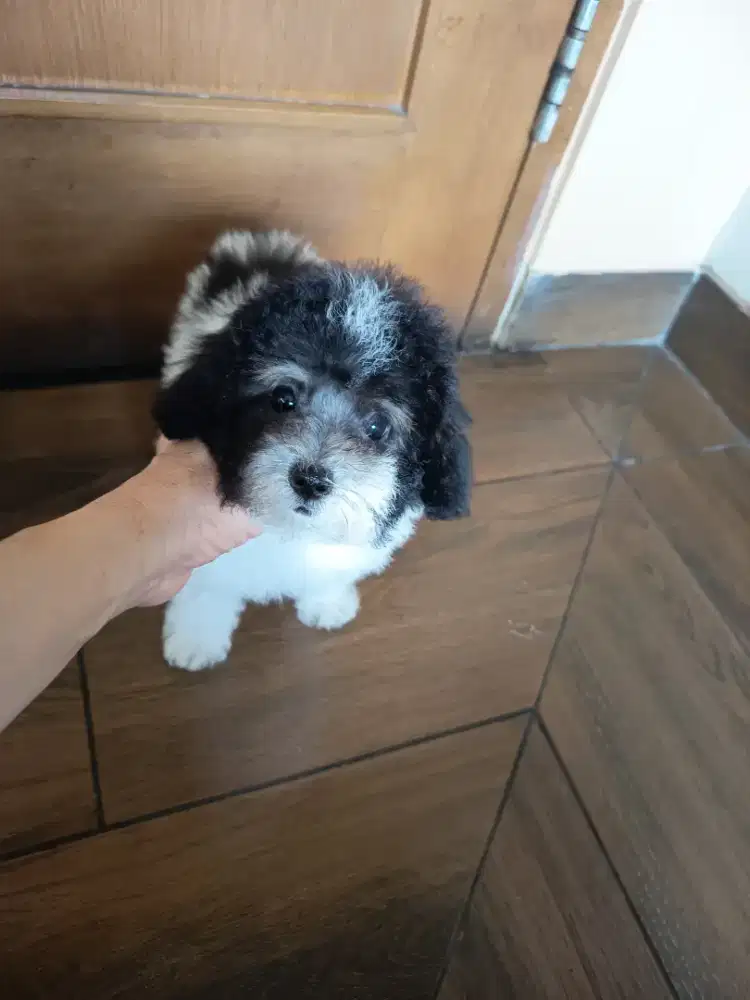 tiny parti poodle female
