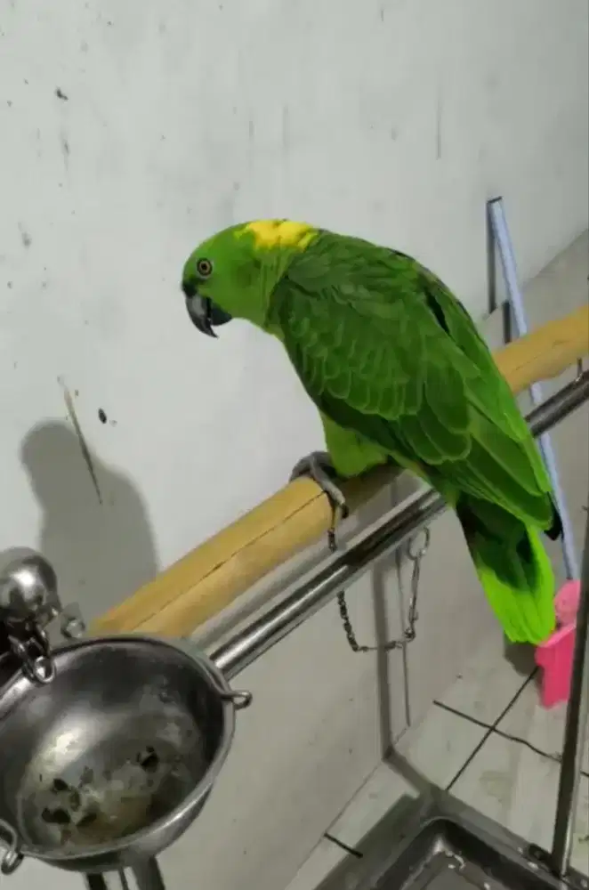 YELLOW NAPPED AMAZON