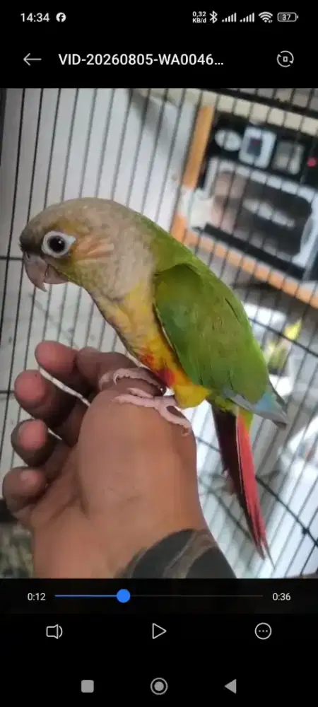 PINEAPPLE CONURE