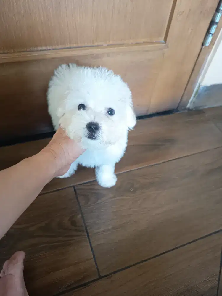 tiny white poodle female