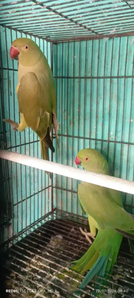INDIAN RINGEDNECK