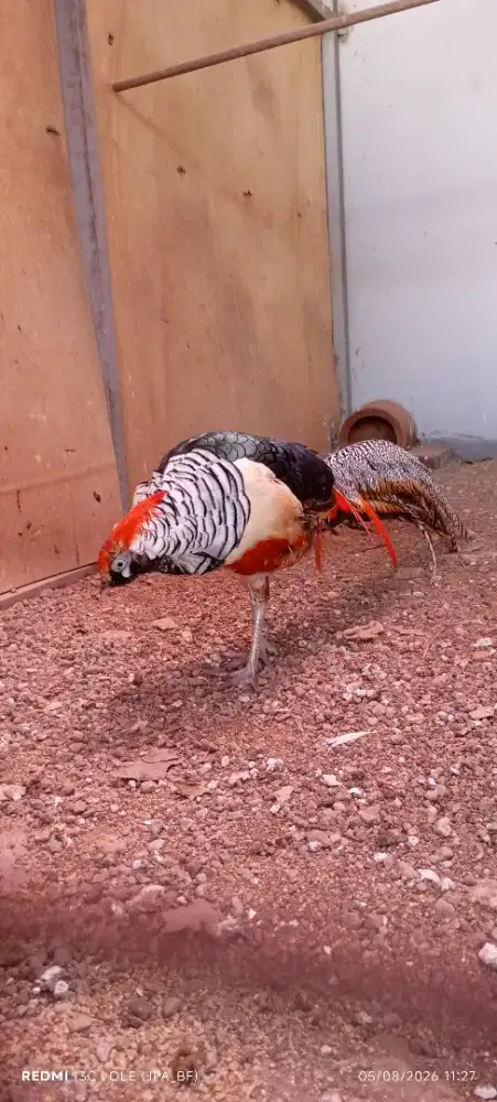 AYAM HIAS LADY PHEASANT