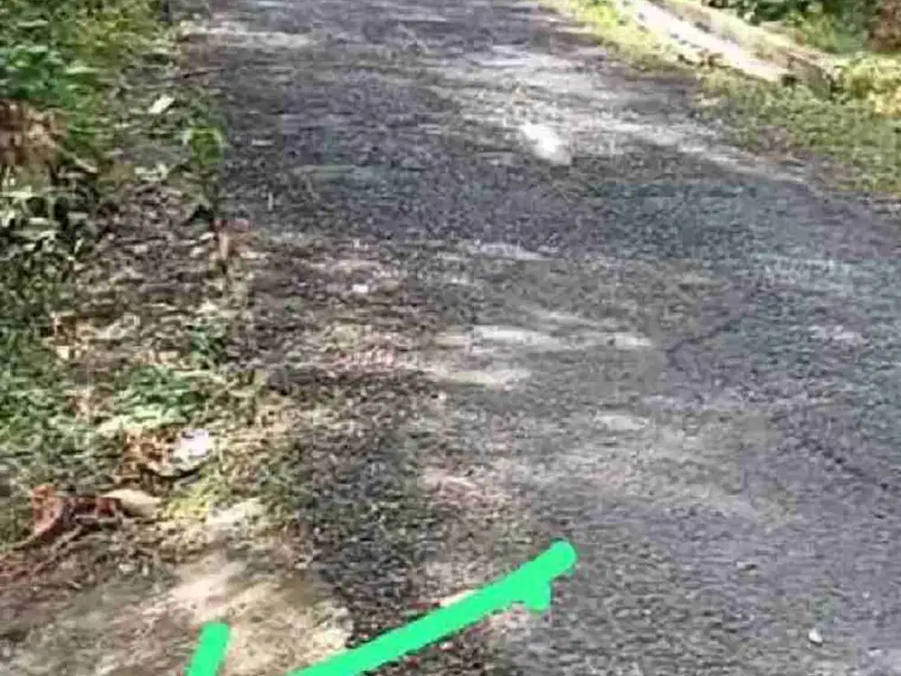 Kebun Durian Murah di Kokap Kulon Progo