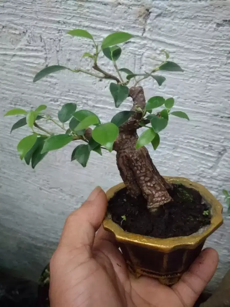 Paket Bonsai Beringin Kimeng Dan Serut