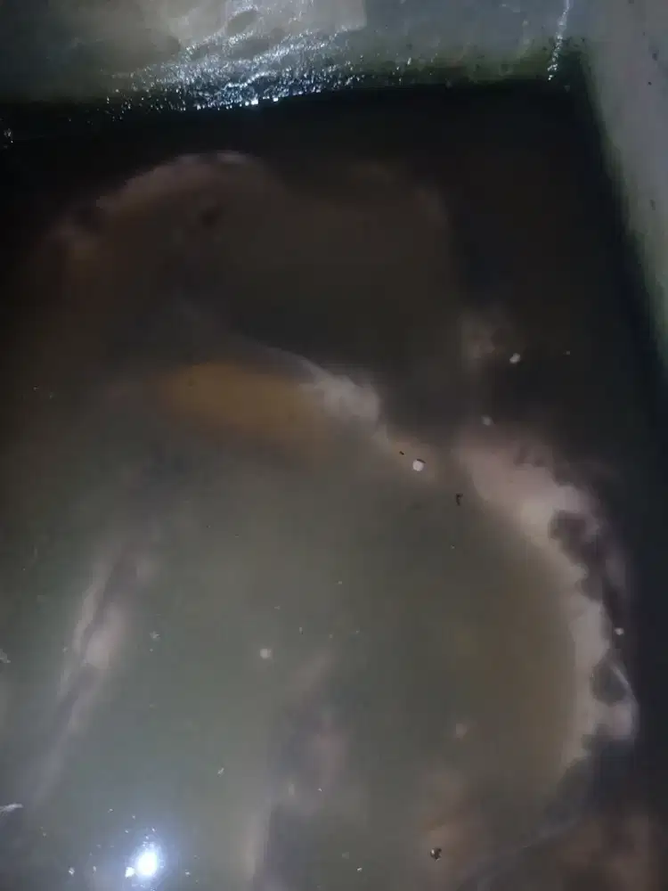 Ikan lele putih belang