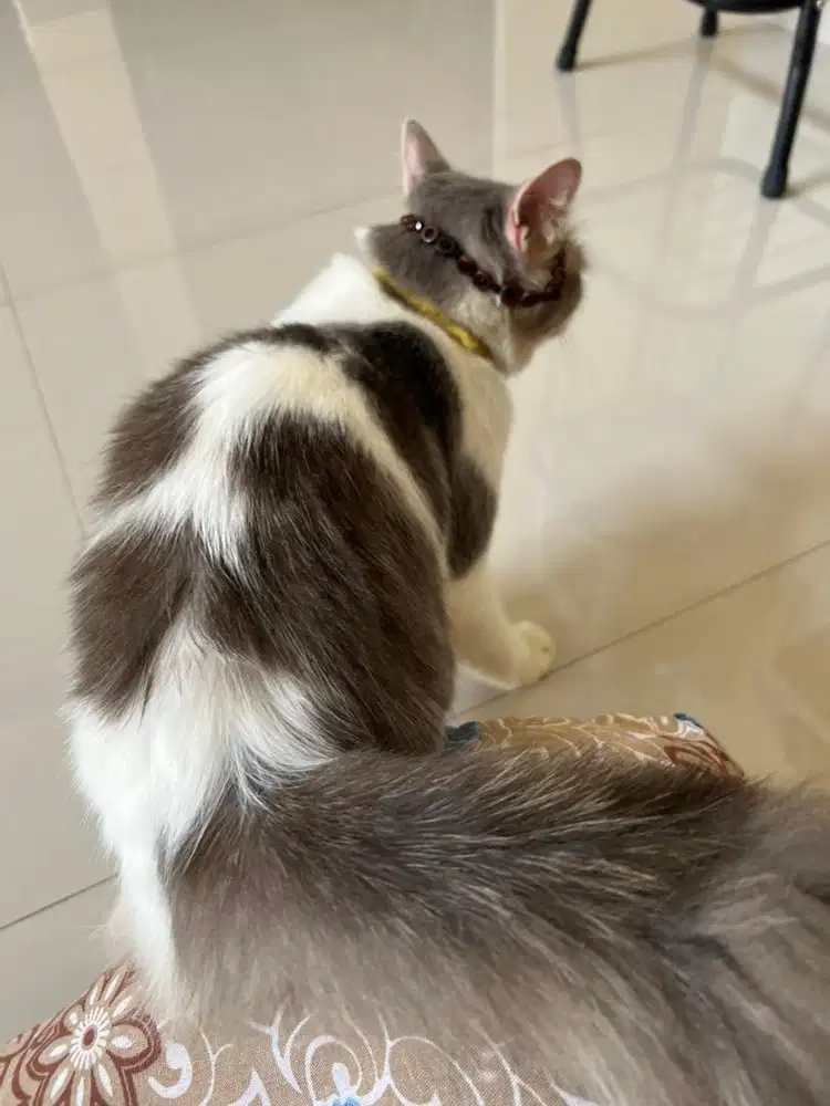 Kucing campuran