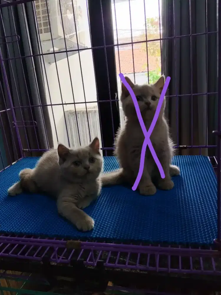 kitten british shorthair betina lilac super istimewa