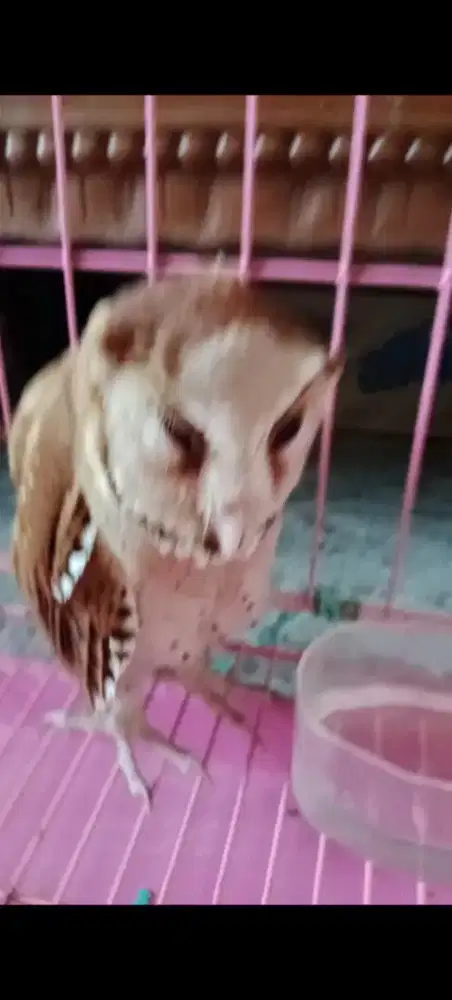 Murah butung ankn hantu jinak