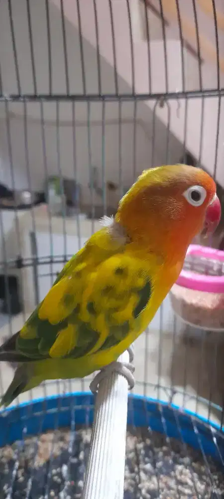 Burung love bird