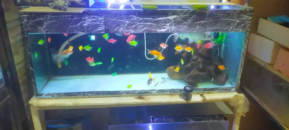 jual cepat rak & aquarium