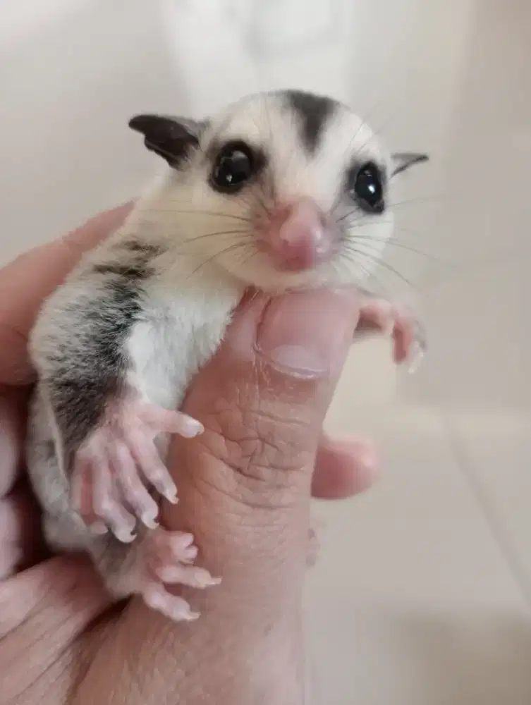 Joey Sugar Glider Mozaik WF