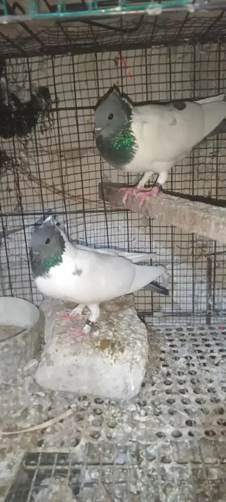 Merpati endemik songkop
