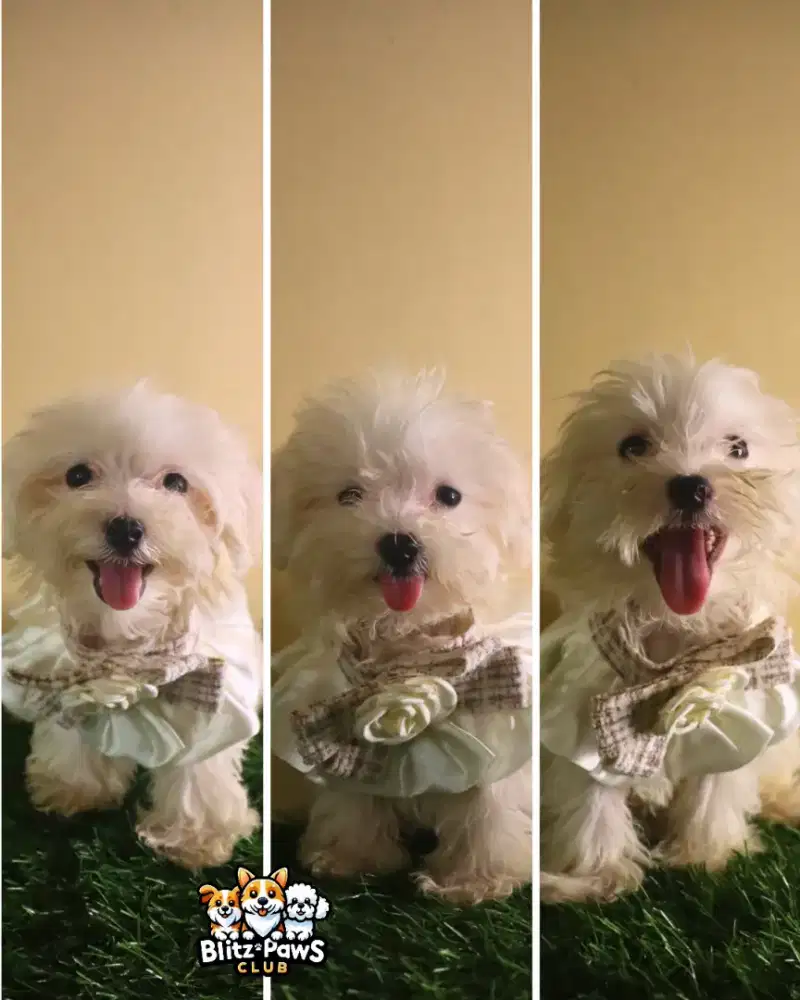 For Sale Puppy Maltese Jantan
