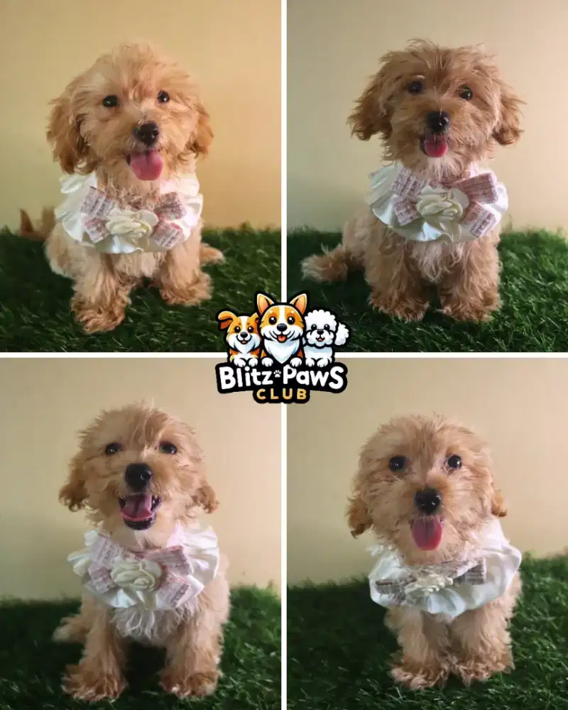 For Sale Puppy Maltipoo Jantan dan Betina - Poodle x Maltese