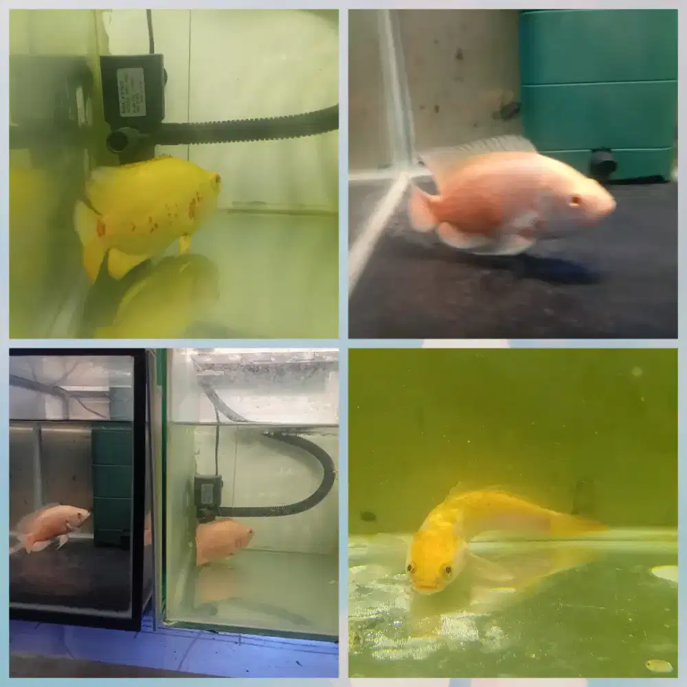 Ikan oscar albino tiger 2 ekor 4 jari golden pulcra 20cm borongan