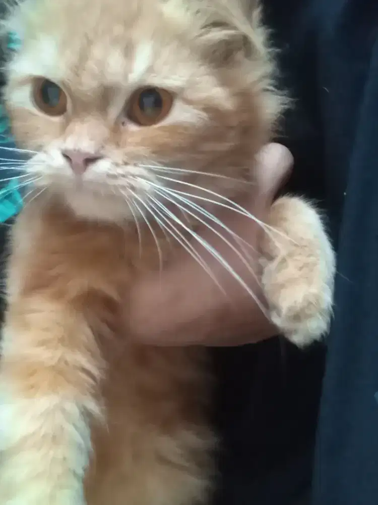 Kucing persia betina