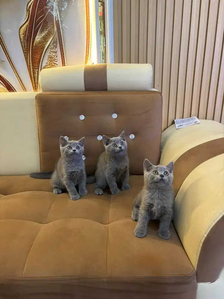 Kucing British shothair np