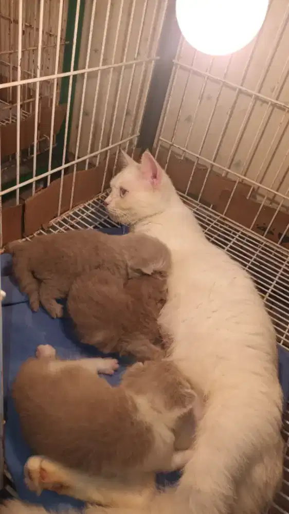Bsh white cinamon carrier bawa 3 anak