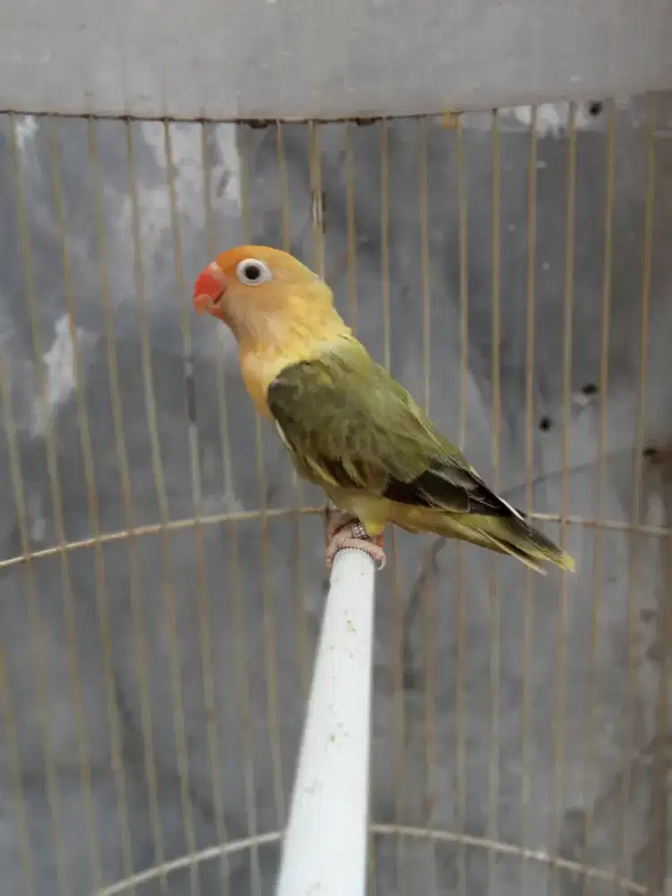 Burung Lovebird biola betina dewasa