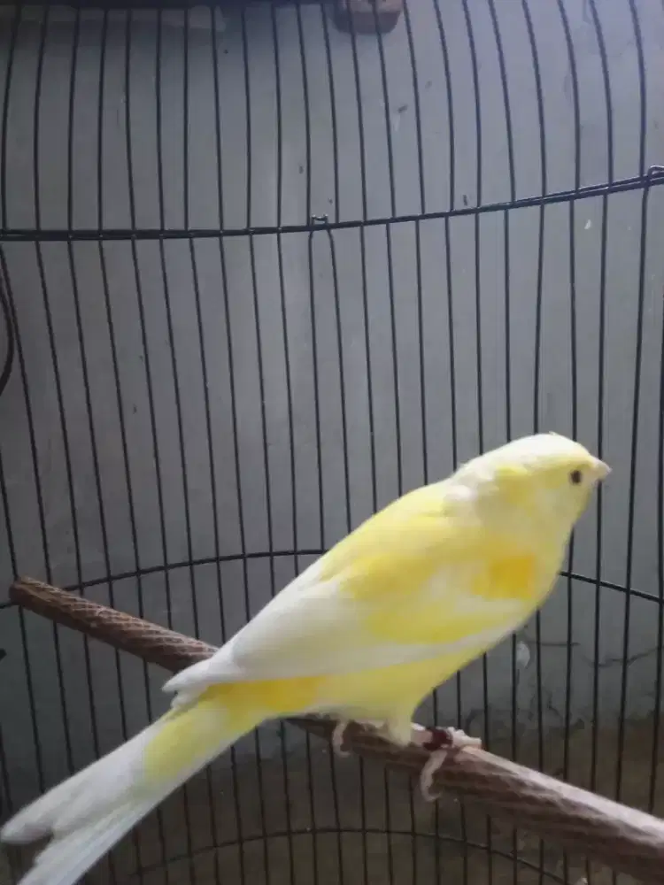 kenari kuning tahu loper udah rajin bunyi