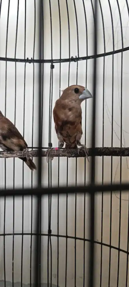 Burung Emprit kaji trotol 2 ekor