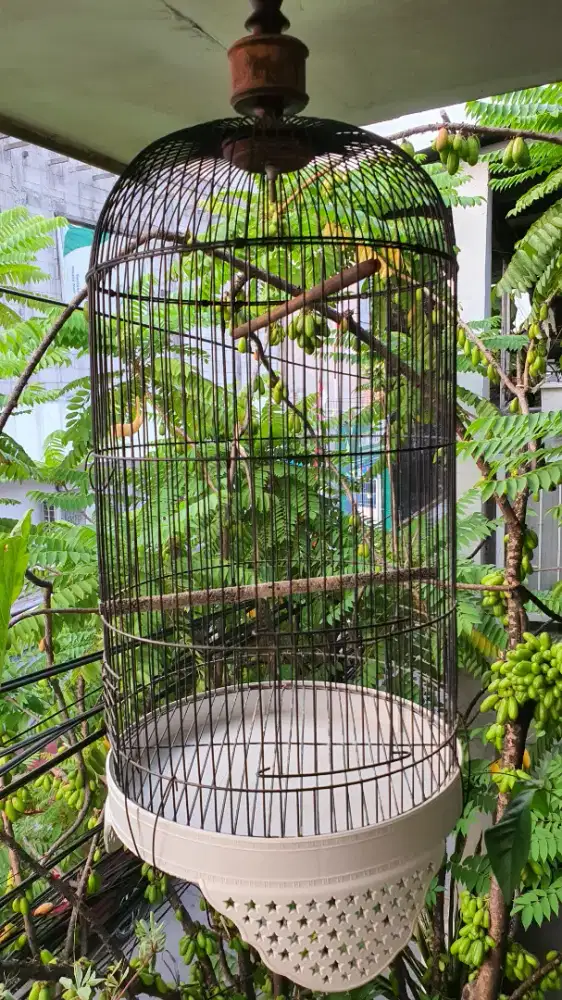 Kandang kapsul lovebird