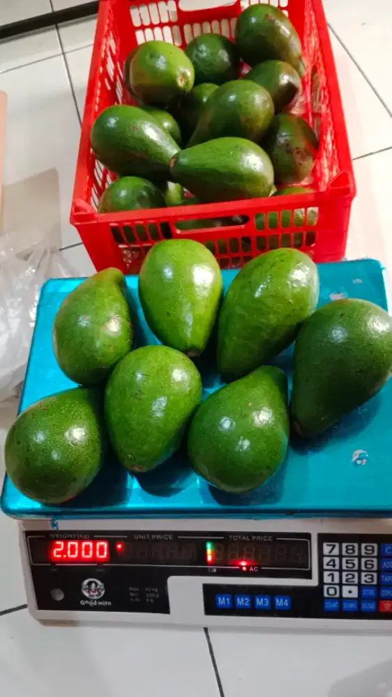 Alpukat mentega Lampung grade A
