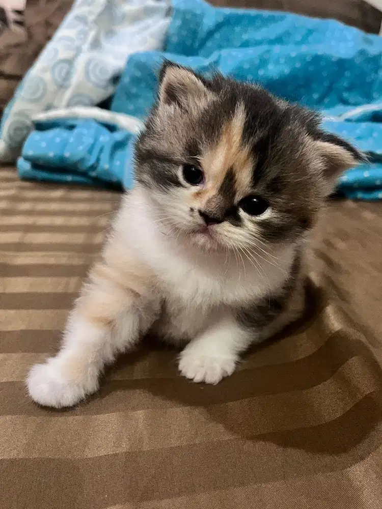 Lepas adopsi kitten persia calico