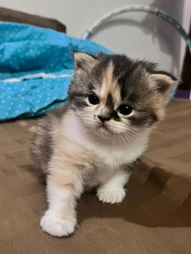 Lepas adopsi kitten persia calico