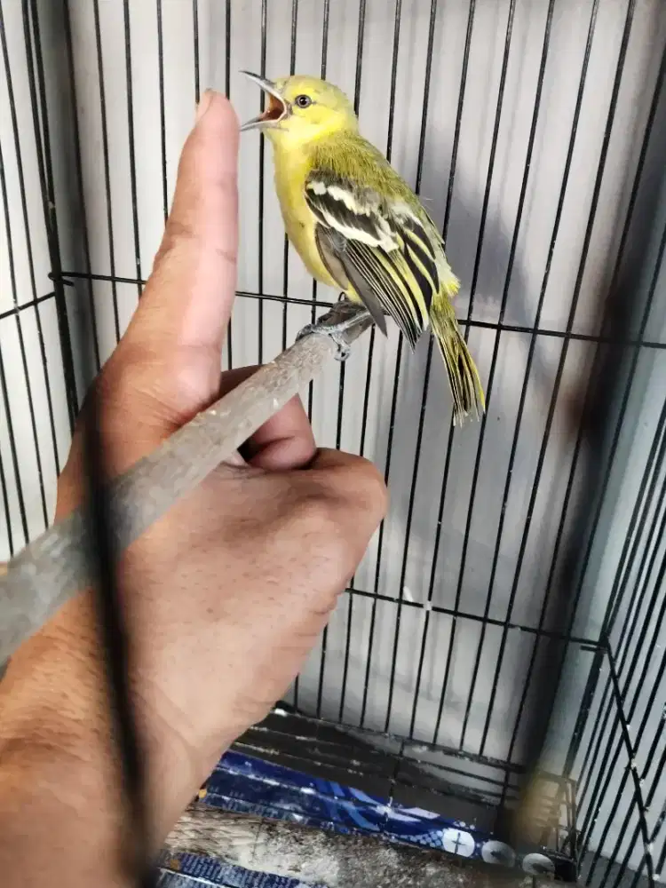 Jual akan kutilang miara dri orok ank tingal