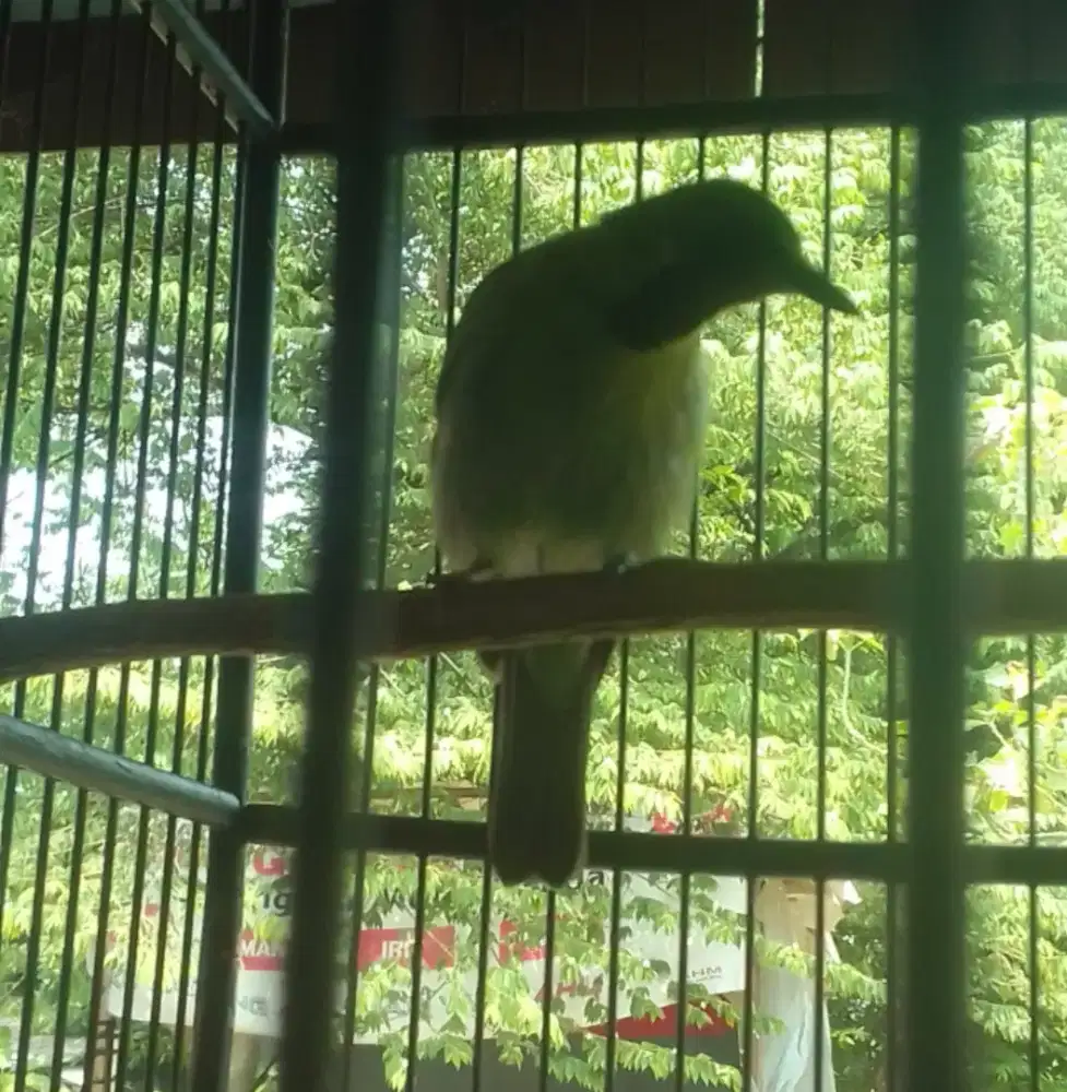 LOVEBIRD JOSAN MAPAN SUARA TEMBUS KERAS BGT RAJIN GACOR DOR 600 FULSET