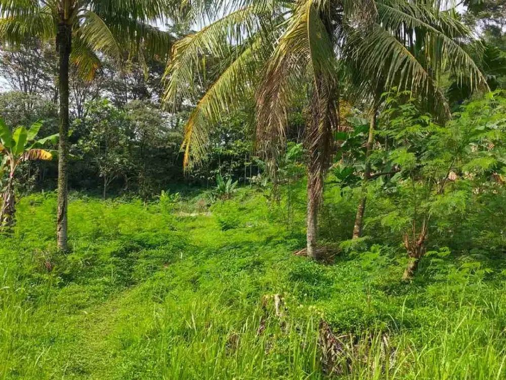 Dijual tanah Ciseeng, Bogor Luas 1,6 hektar, SHM