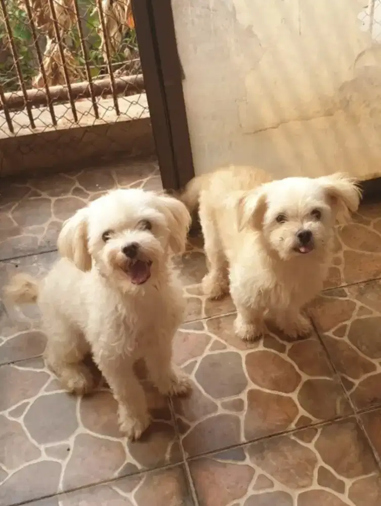 Dijual anjing jantan 3 tahun